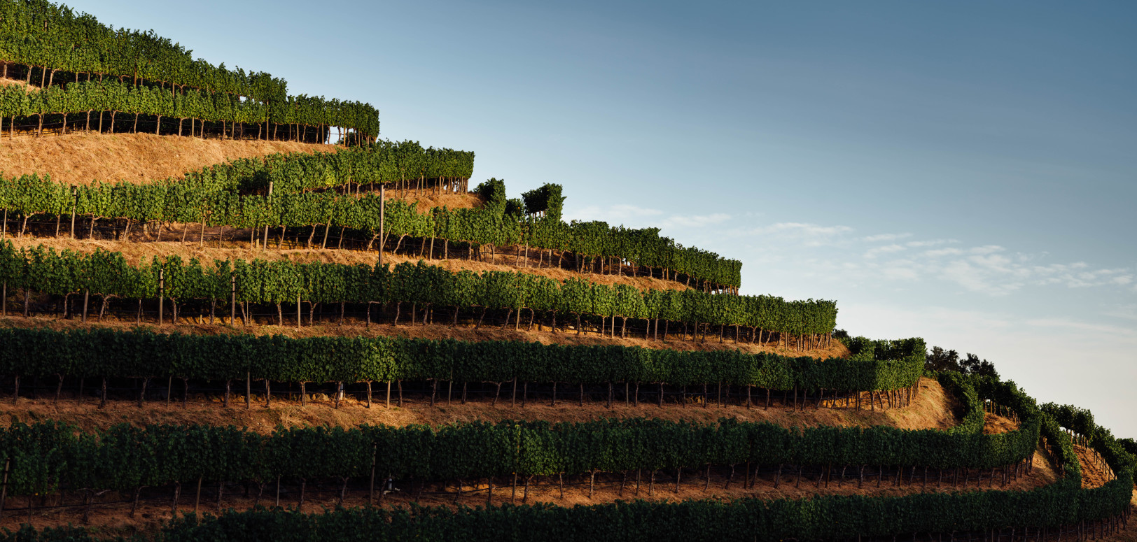 Futo Wines - Estate - Stags Leap